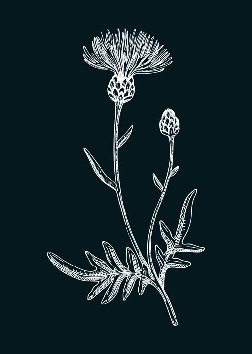 Greater knapweed vector illustration. Hand drawn summer flower sketch. Wildflower drawing on chalkboard. Meadows or woodlands flowering plant. Floral design element 
